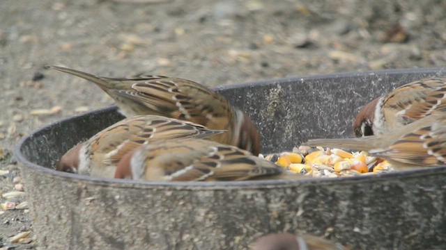 Eurasian Tree Sparrow - ML627557676