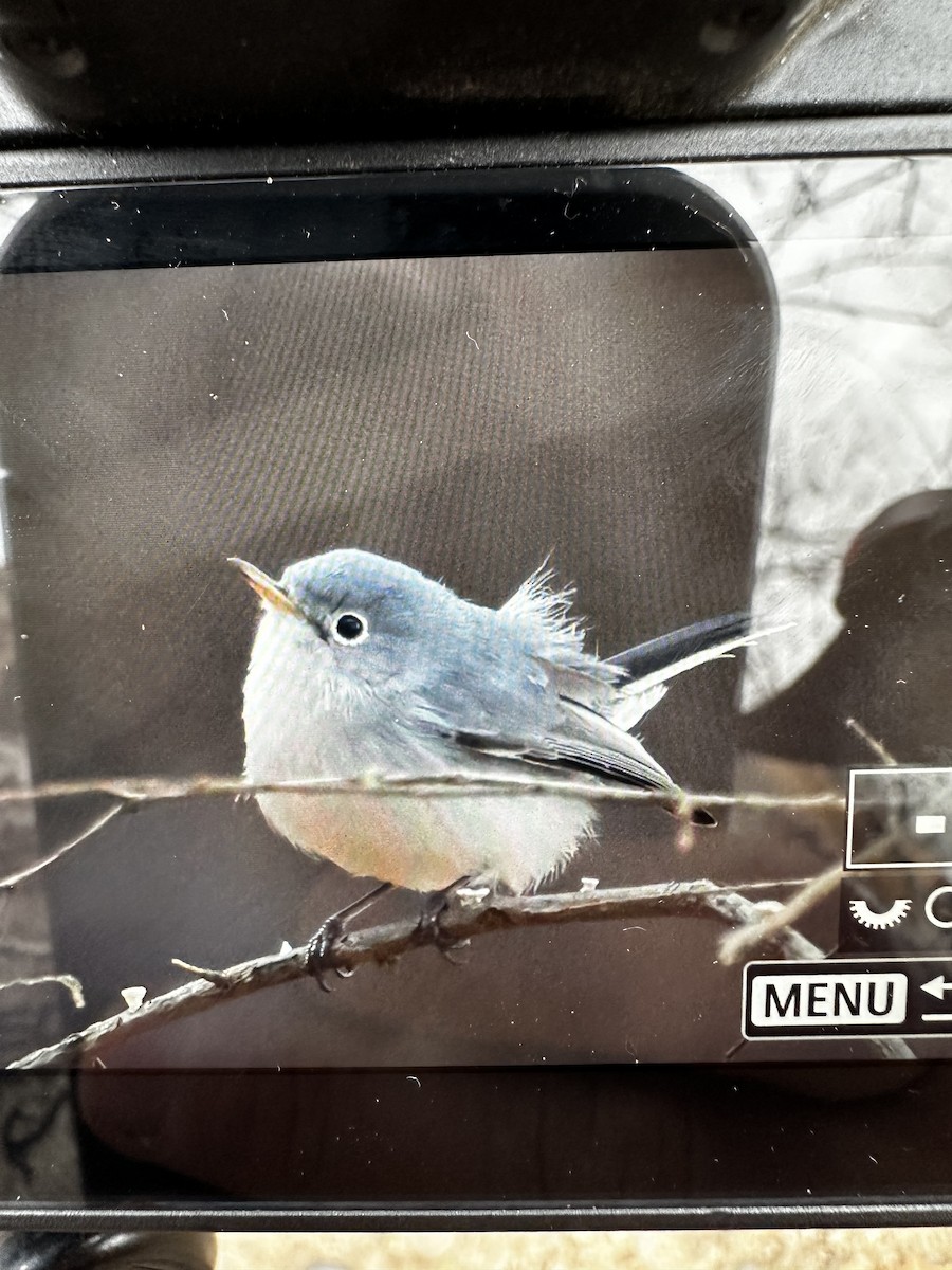 Blue-gray Gnatcatcher - ML627557739