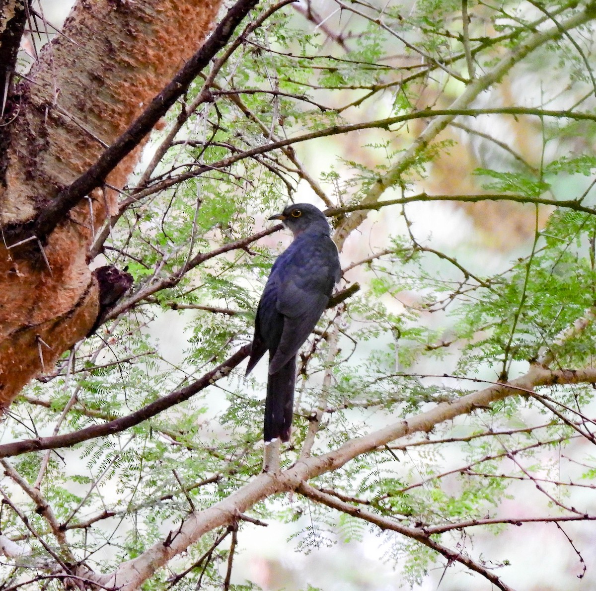 Red-chested Cuckoo - ML627557749