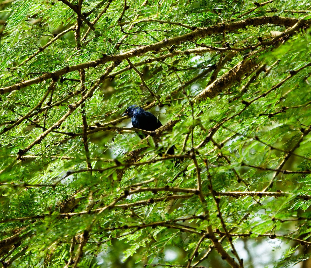 Purple-throated Cuckooshrike - ML627557769