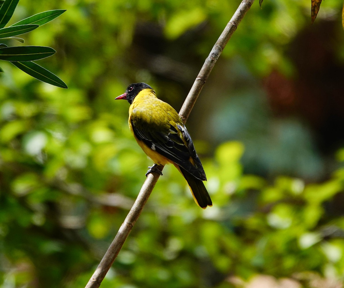 African Black-headed Oriole - ML627557788