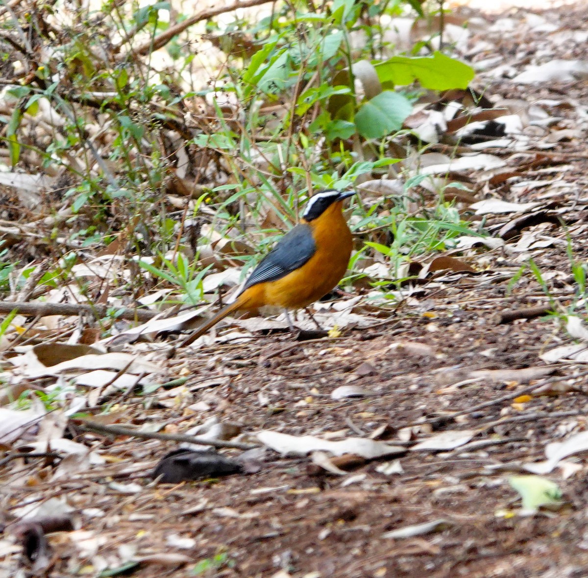 White-browed Robin-Chat - ML627557805