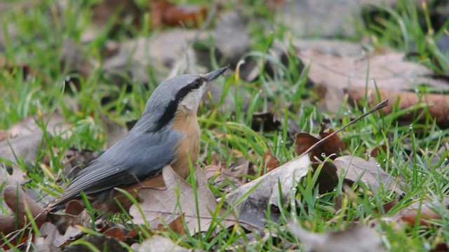 Eurasian Nuthatch (Western) - ML627557872