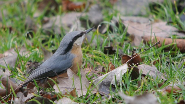 Trepador Azul (grupo europaea) - ML627557872