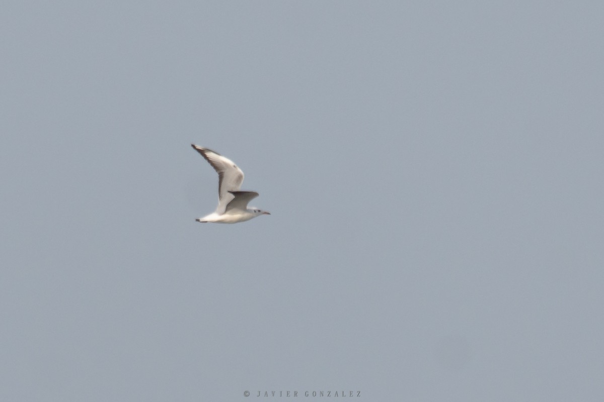 gråhodemåke - ML627558021