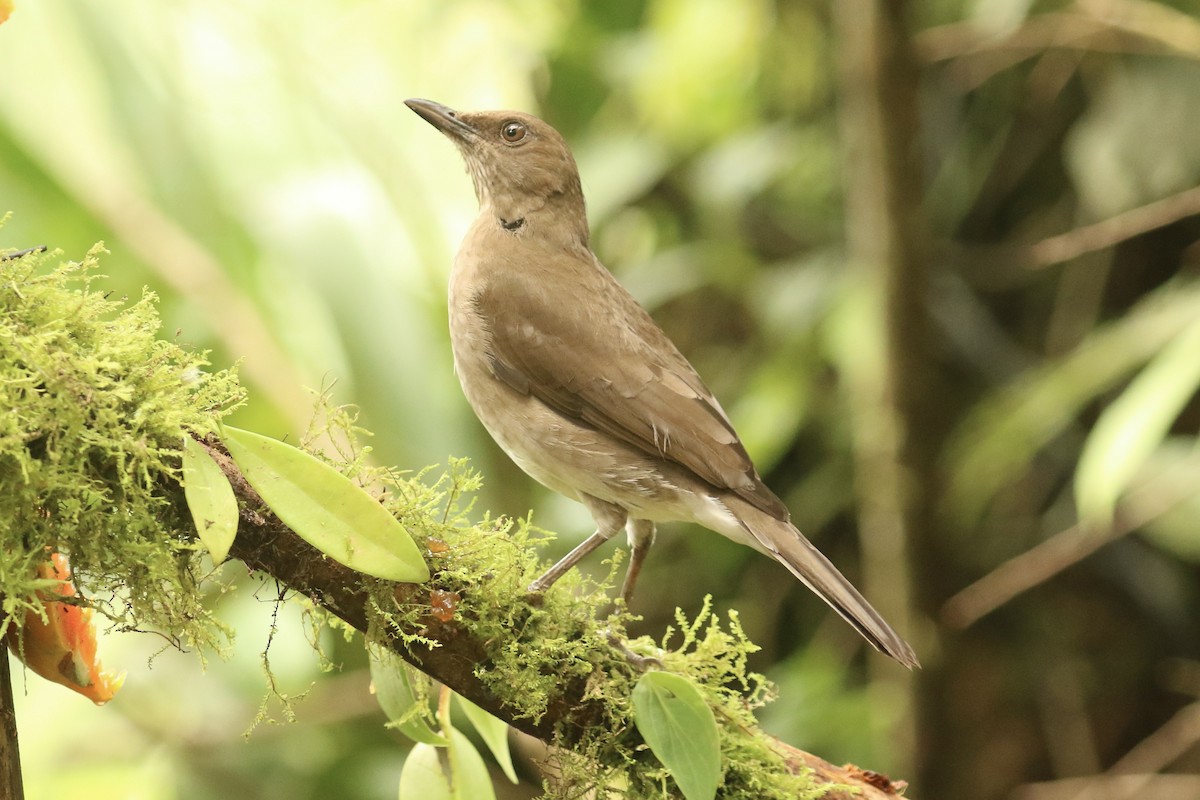 Black-billed Thrush - ML627558091