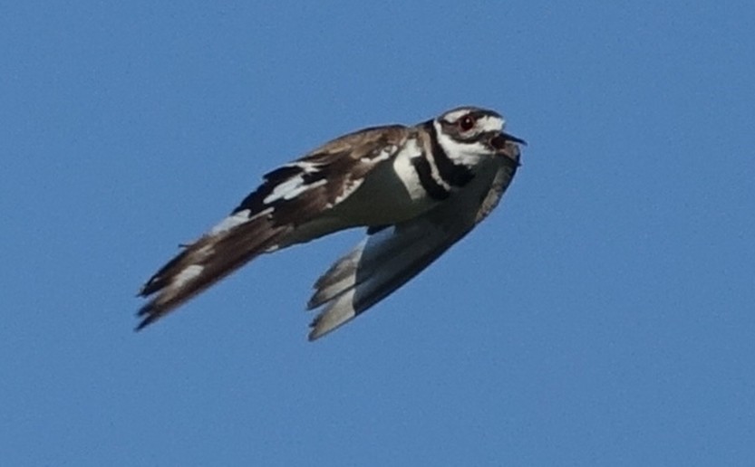 Killdeer - ML62755811