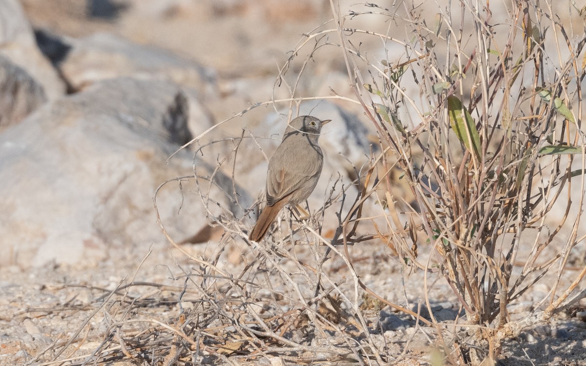 Asian Desert Warbler - ML627558120