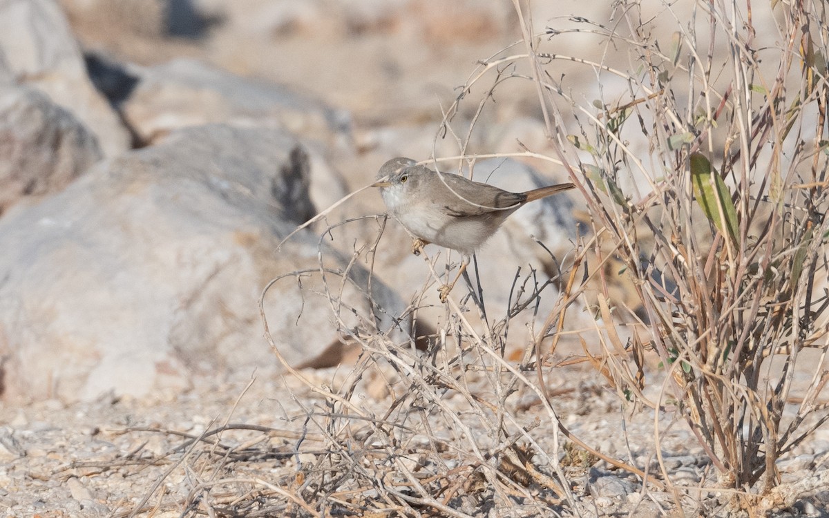 Asian Desert Warbler - ML627558121