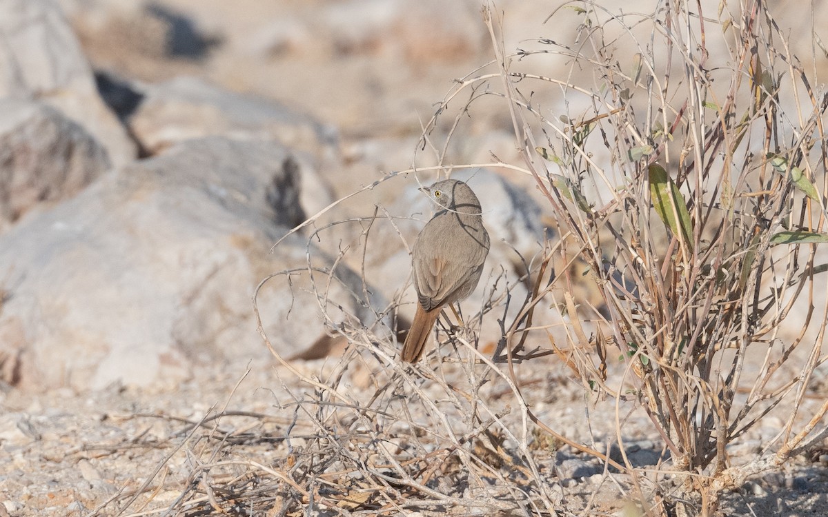 Asian Desert Warbler - ML627558123