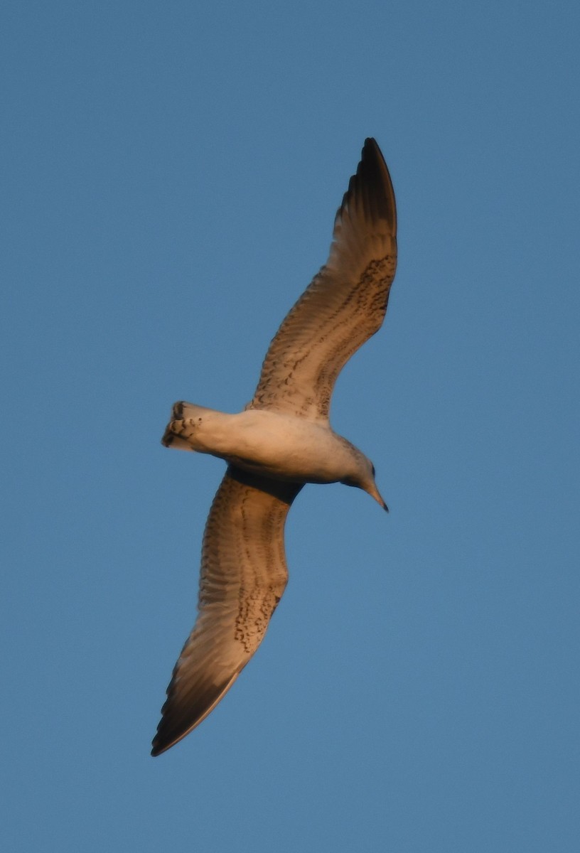 Vega/Mongolian Gull - ML627558341