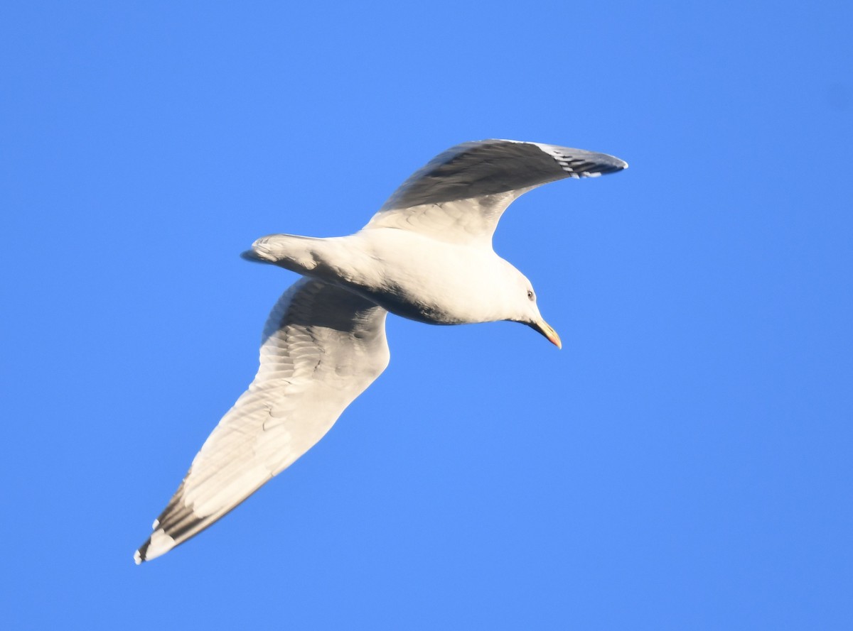 Vega/Mongolian Gull - ML627558343