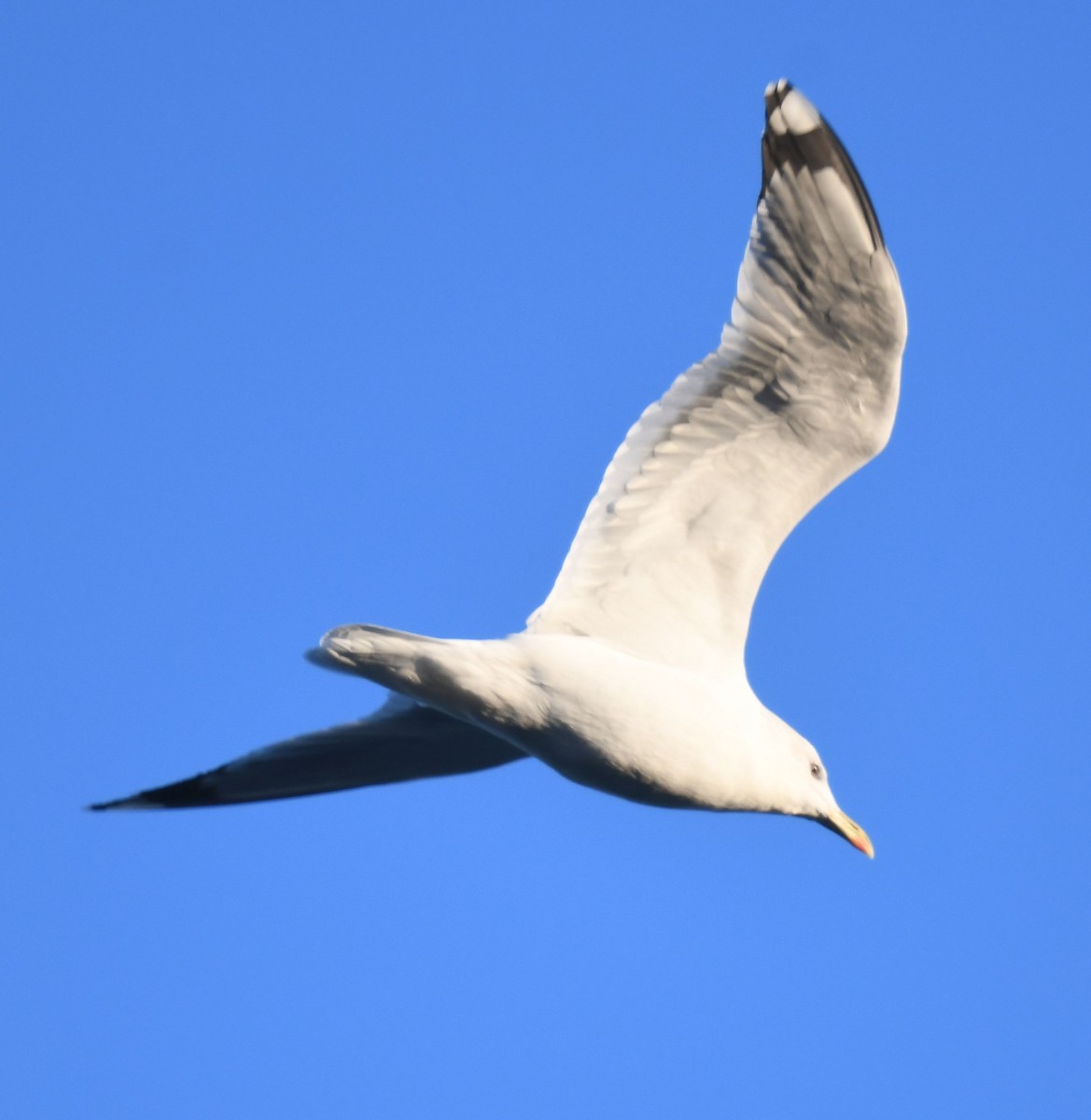 Vega/Mongolian Gull - ML627558344