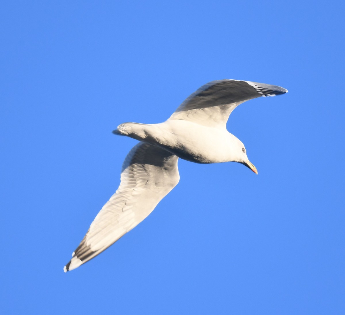 Vega/Mongolian Gull - ML627558345