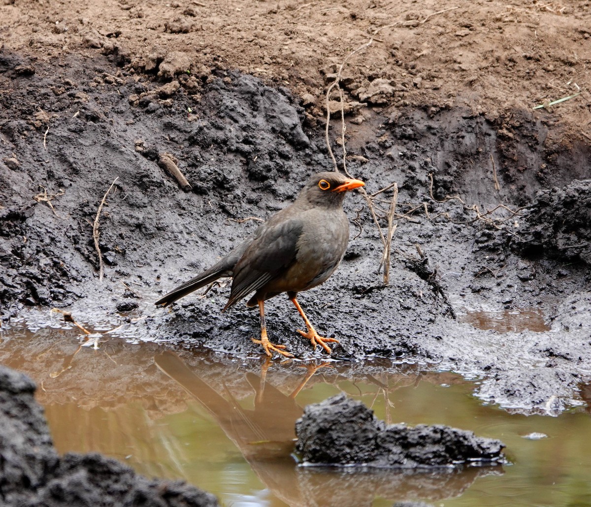 Abyssinian Thrush - ML627558375