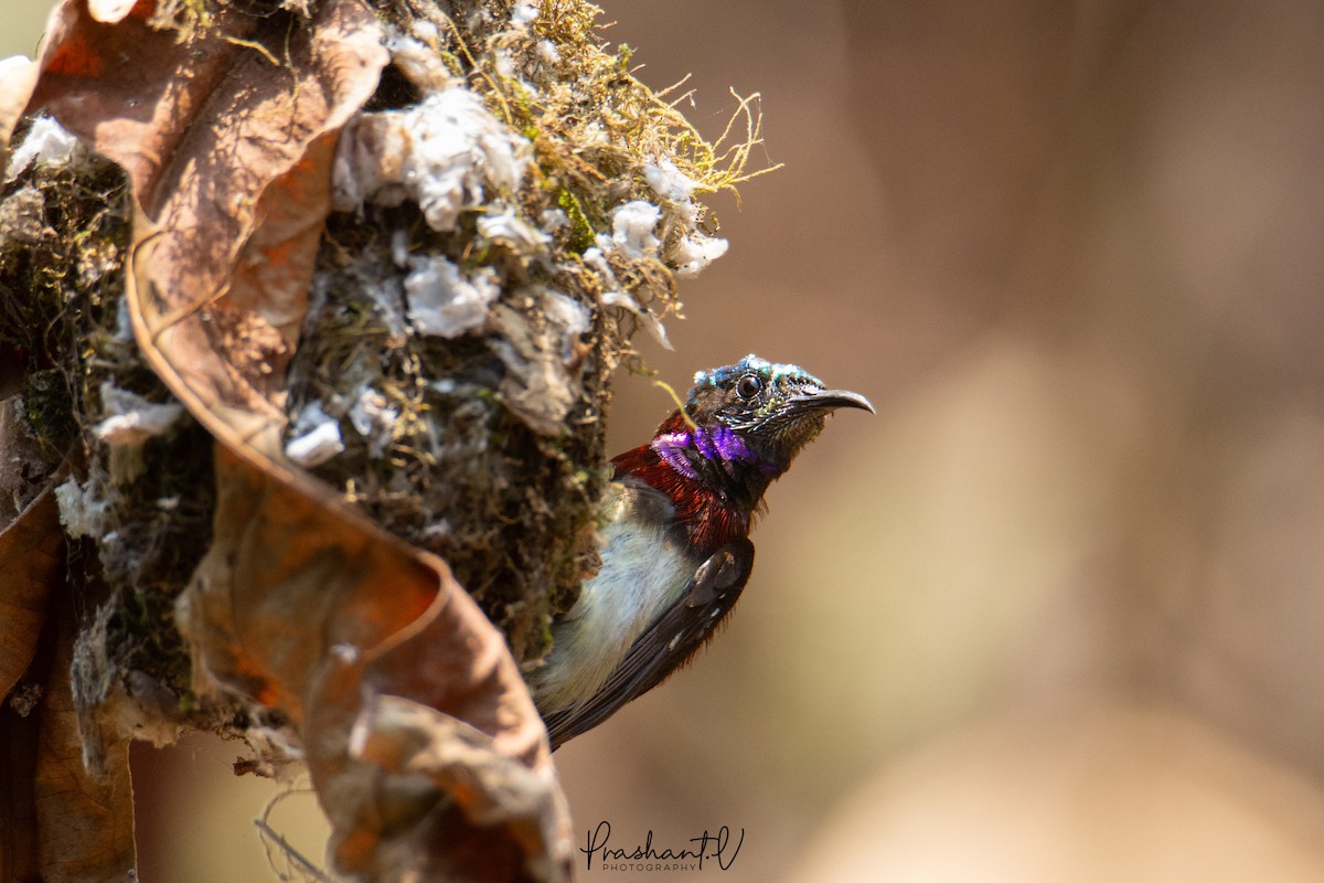 Crimson-backed Sunbird - ML627558453