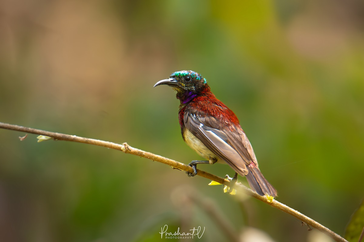 Crimson-backed Sunbird - ML627558458