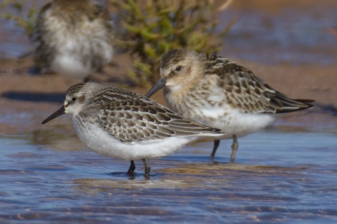 Sandstrandläufer - ML627558526