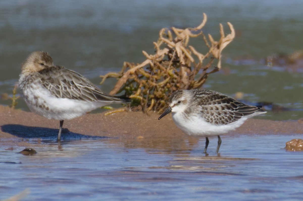 Sandstrandläufer - ML627558528