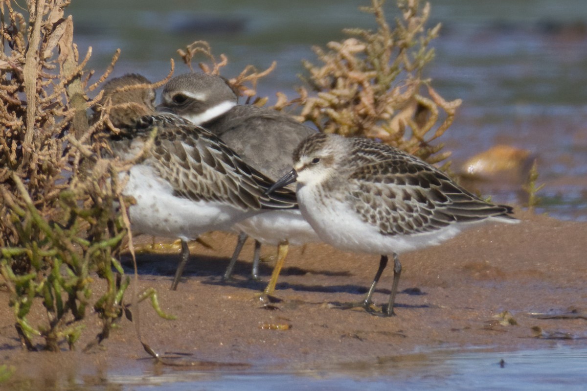 Sandstrandläufer - ML627558529