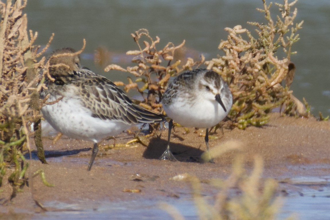 Sandstrandläufer - ML627558530