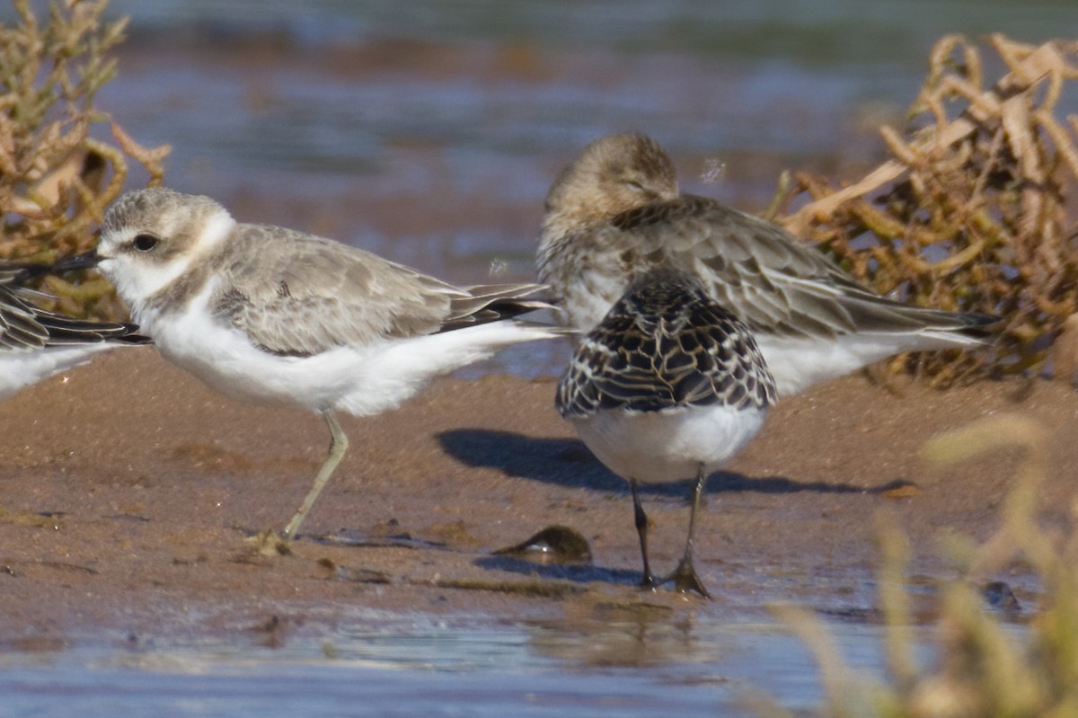 Sandstrandläufer - ML627558532