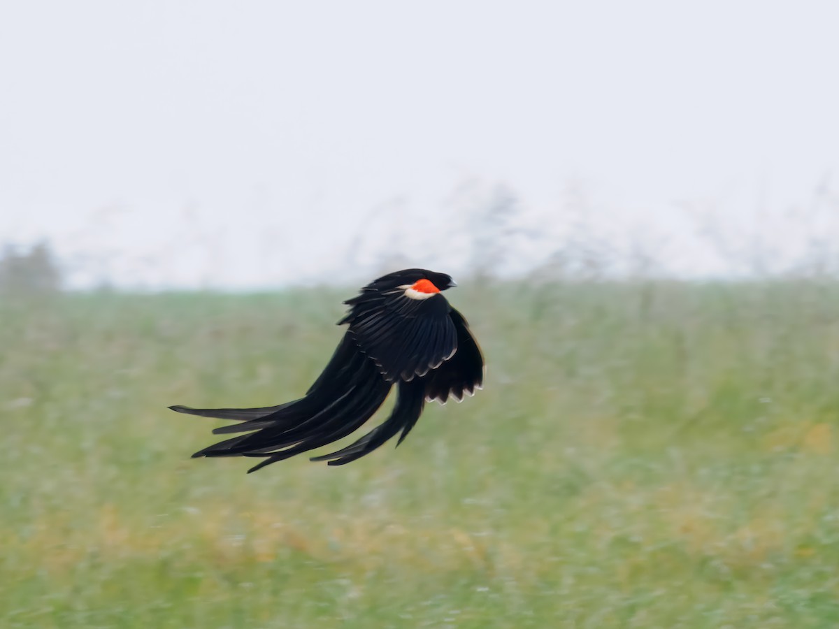 Long-tailed Widowbird - ML627558599