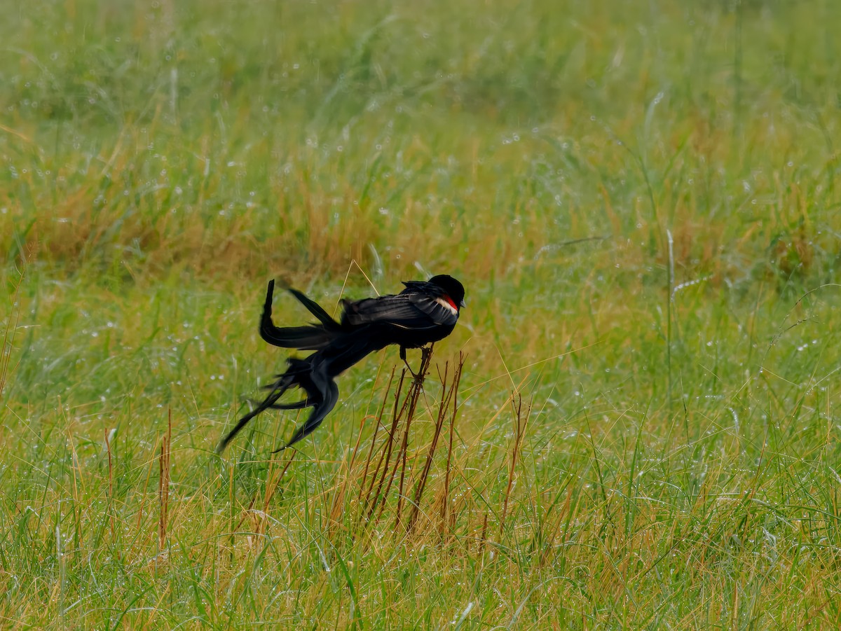 Long-tailed Widowbird - ML627558600