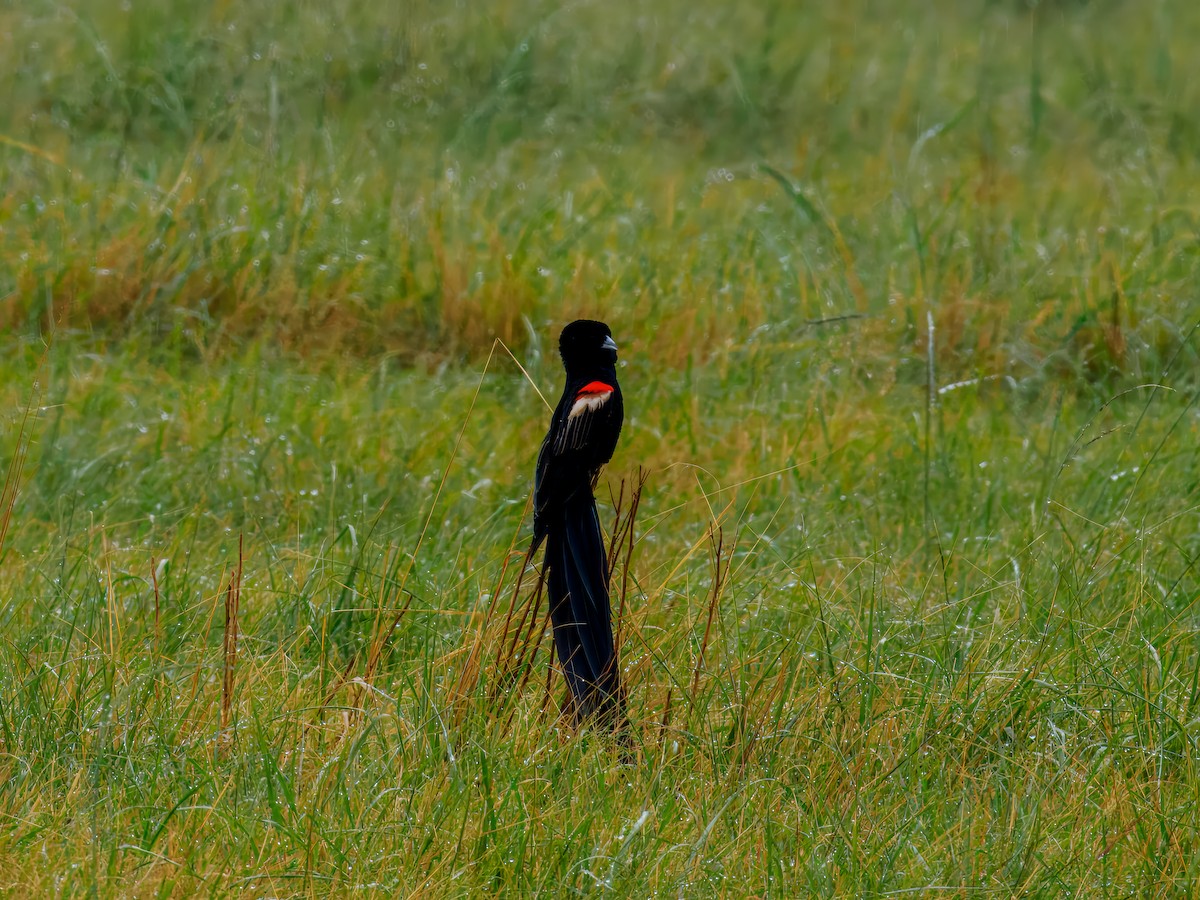 Long-tailed Widowbird - ML627558601