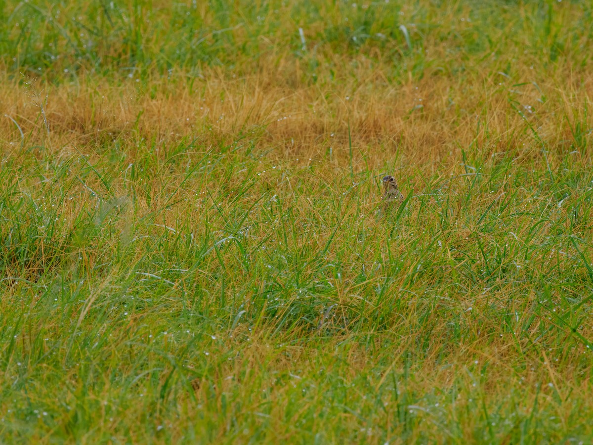 African Pipit - ML627558643