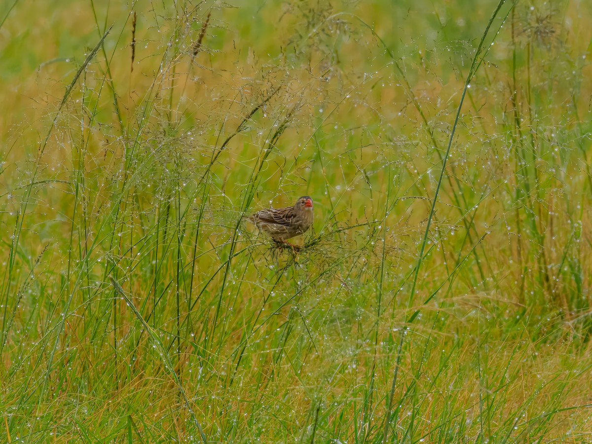 Red-billed Quelea - ML627558672