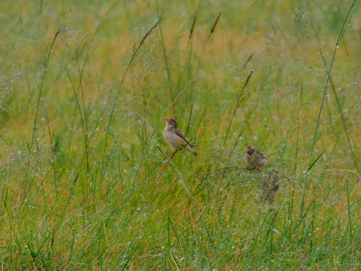 Red-billed Quelea - ML627558673