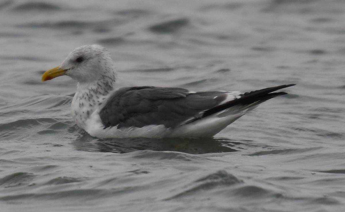 Lesser Black-backed Gull (taimyrensis) - ML627558695