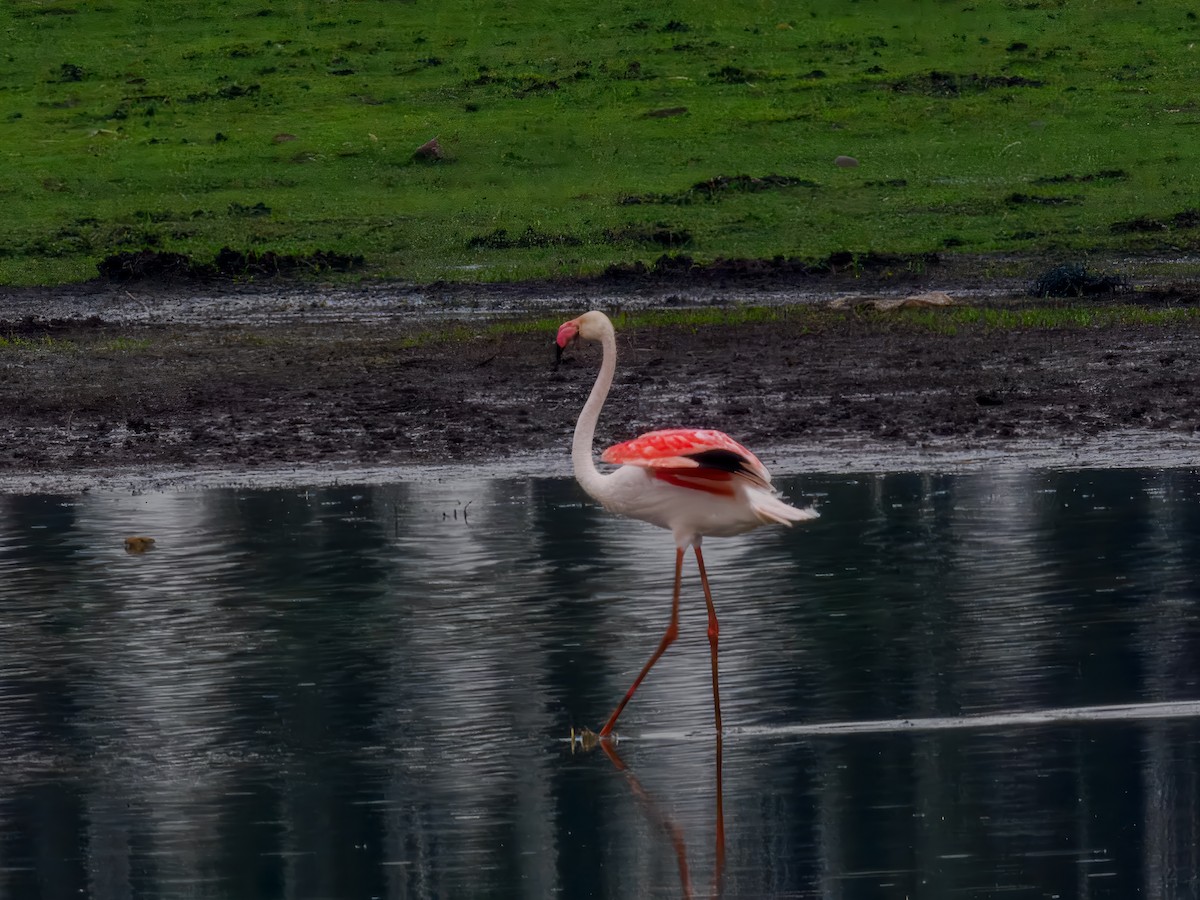 Greater Flamingo - ML627558708