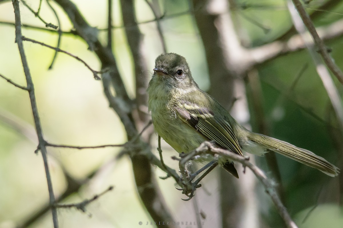 Mottle-cheeked Tyrannulet - ML627558714