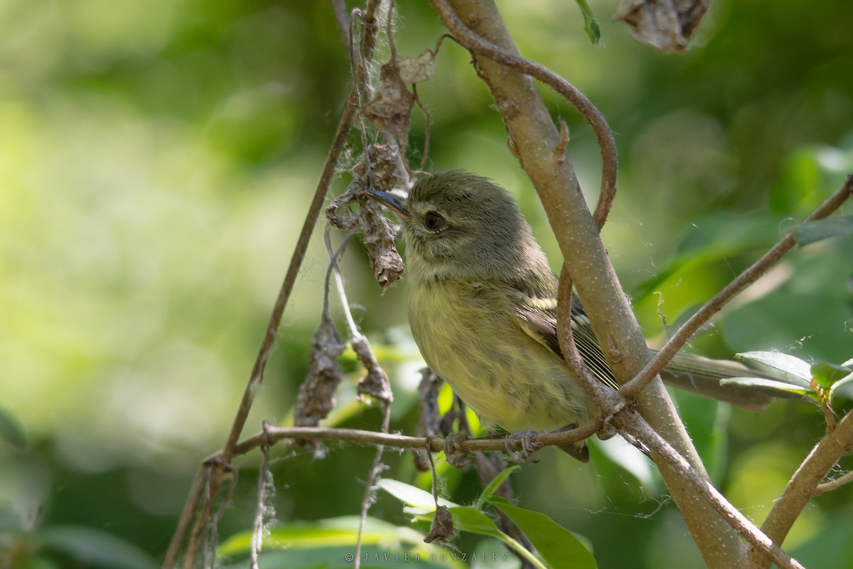 Mottle-cheeked Tyrannulet - ML627558715