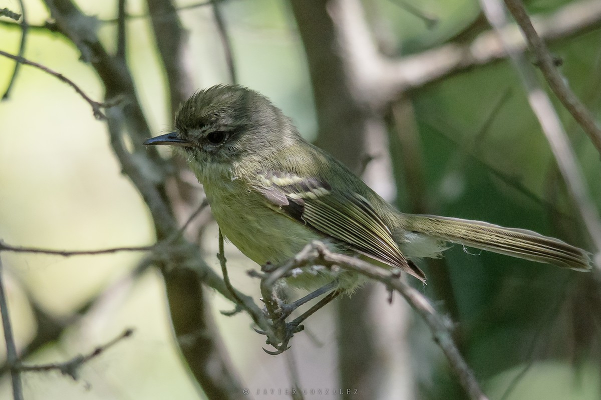 Mottle-cheeked Tyrannulet - ML627558716