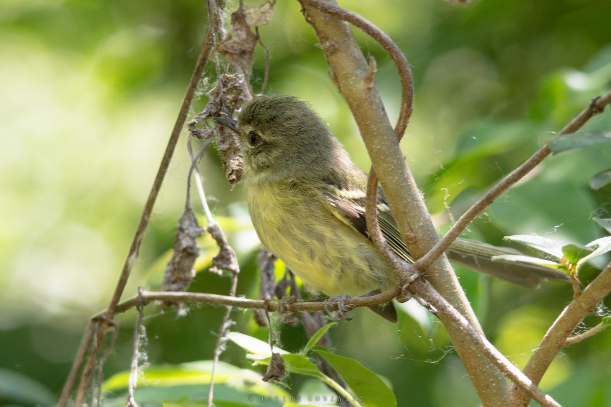 Mottle-cheeked Tyrannulet - ML627558717