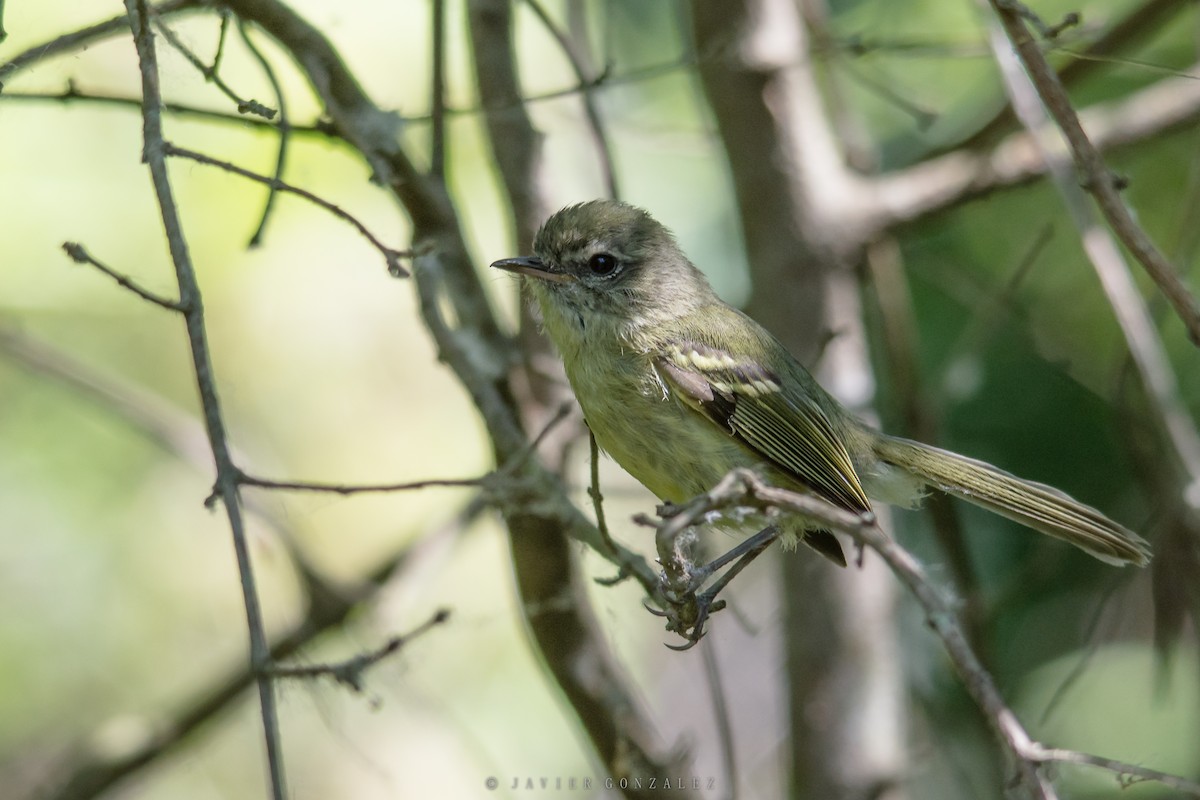 Mottle-cheeked Tyrannulet - ML627558718