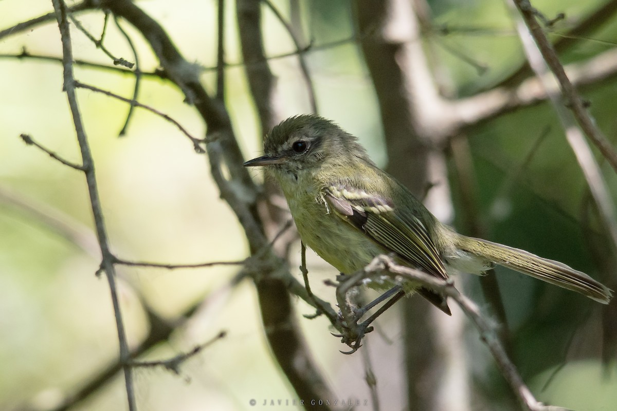 Mottle-cheeked Tyrannulet - ML627558719