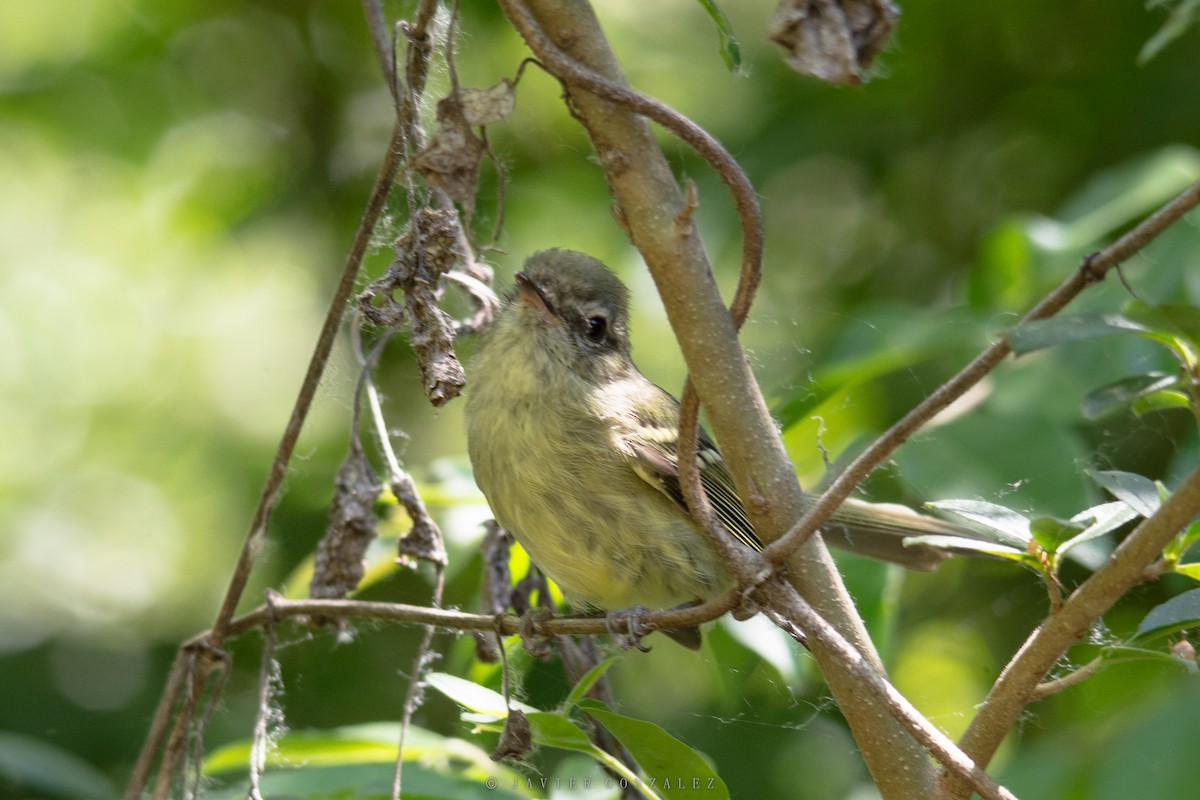 Mottle-cheeked Tyrannulet - ML627558720