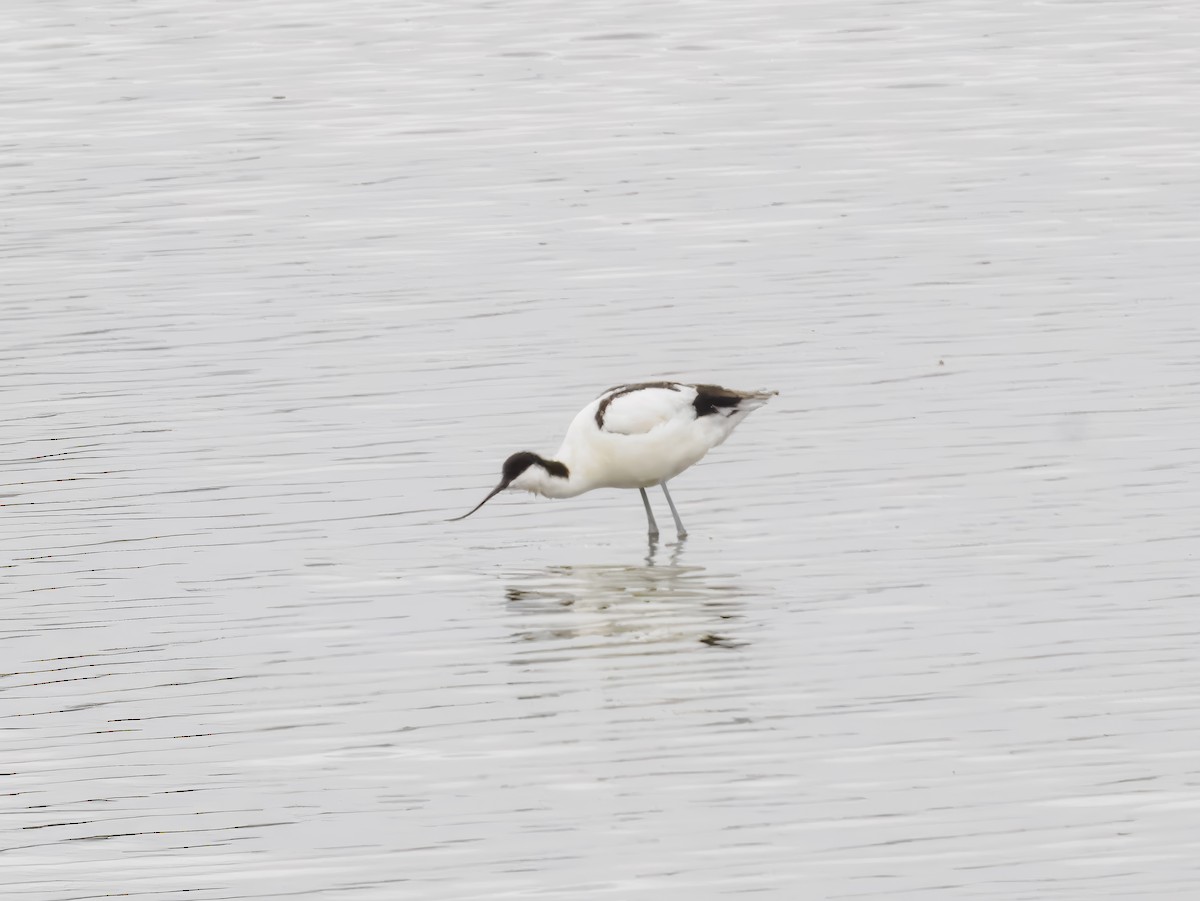 Pied Avocet - ML627558727