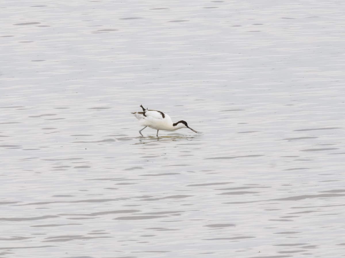 Pied Avocet - ML627558728