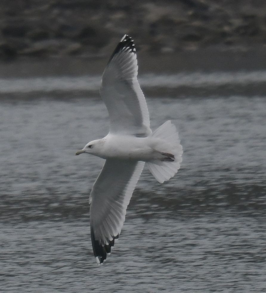 Vega/Mongolian Gull - ML627558738