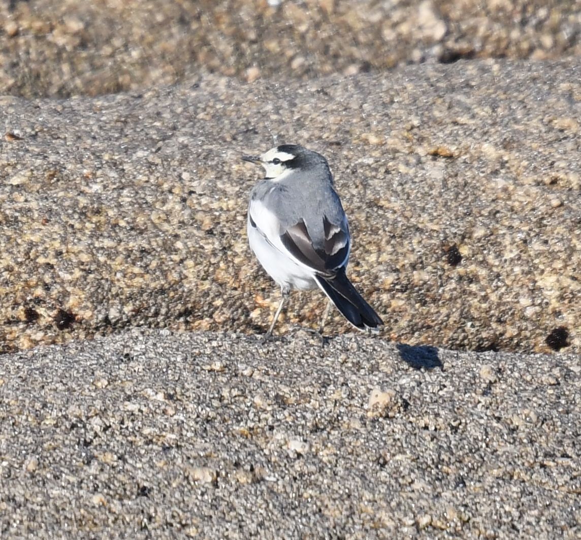 White Wagtail - ML627558768