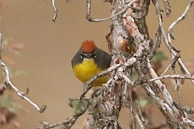 Brown-capped Redstart - ML627558823