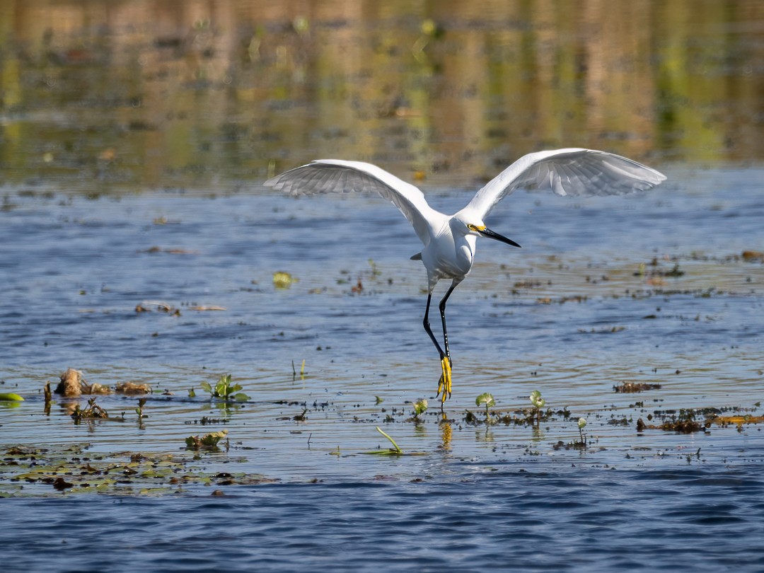 Snowy Egret - ML627558827