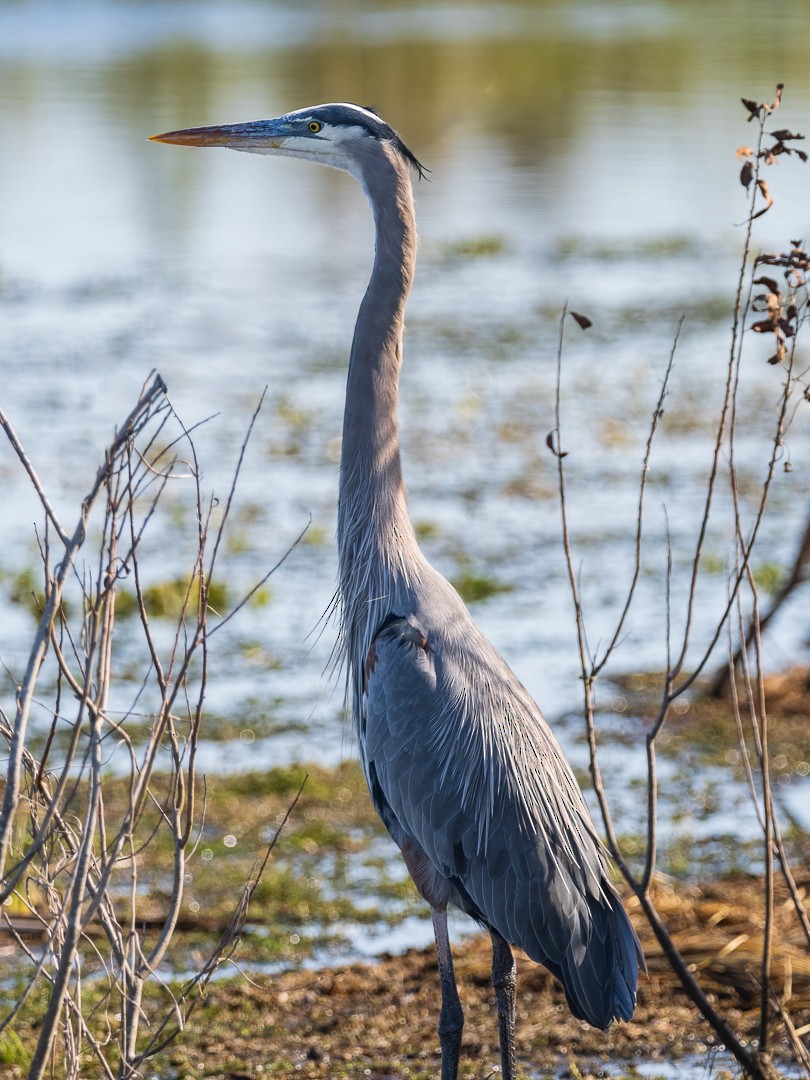 Great Blue Heron (Great Blue) - ML627558838