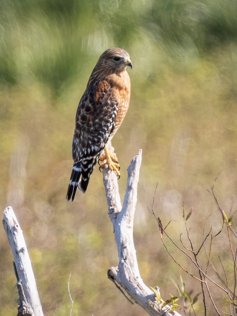 Red-shouldered Hawk - ML627558877