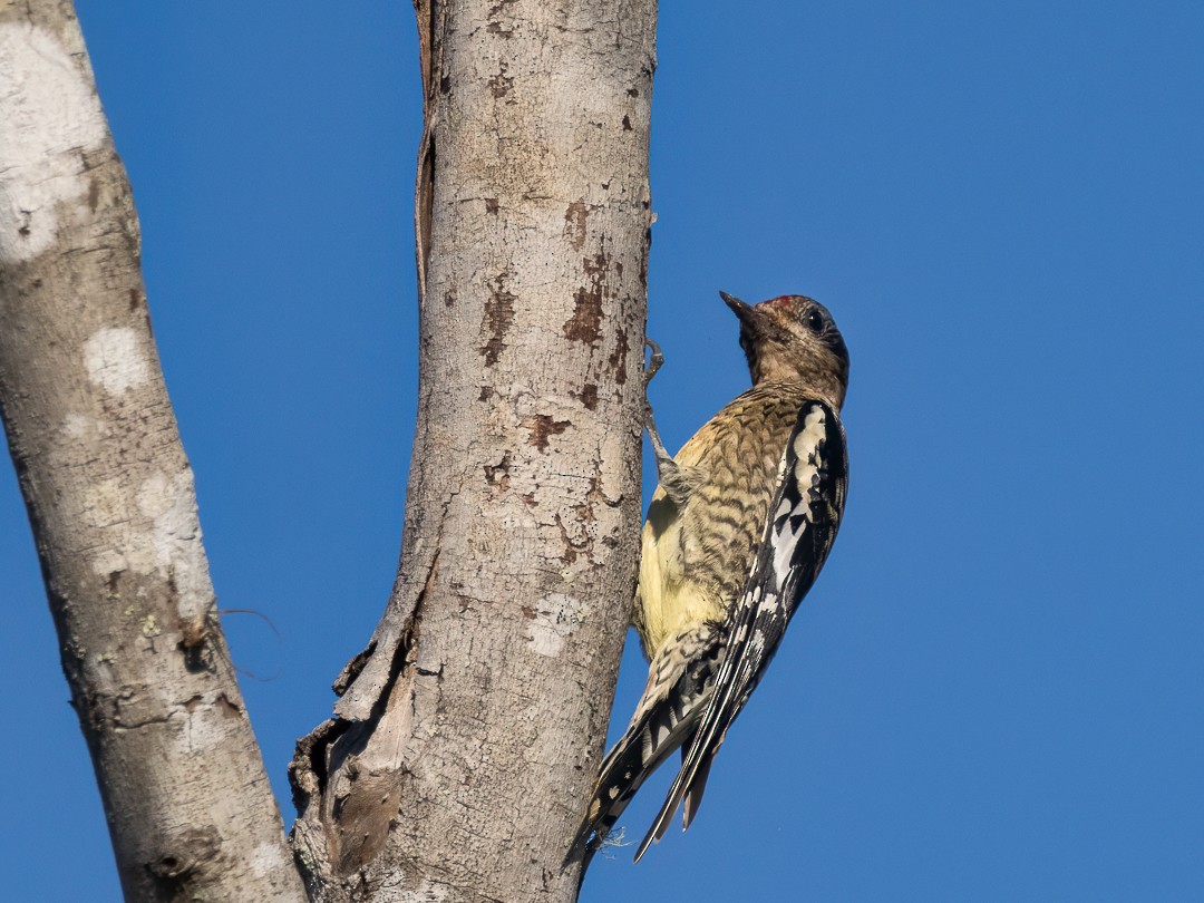 Yellow-bellied Sapsucker - ML627558881